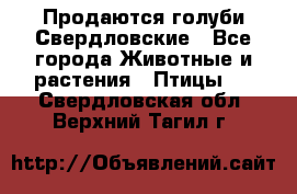 Продаются голуби Свердловские - Все города Животные и растения » Птицы   . Свердловская обл.,Верхний Тагил г.